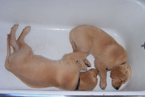 Bill & Ted love the bathtub